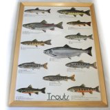 Trouts ポスター額装（サイズ約85×62×高さ3ｃｍ）