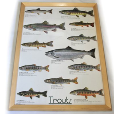 画像1: Trouts ポスター額装（サイズ約85×62×高さ3ｃｍ）